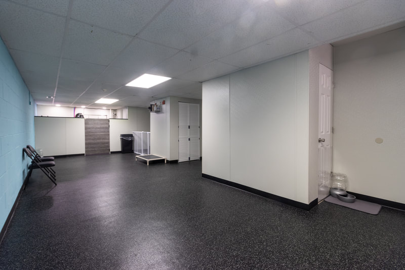 PupsPort Dog Daycare location downstairs playroom for dogs in South Philly, Philadelphia.