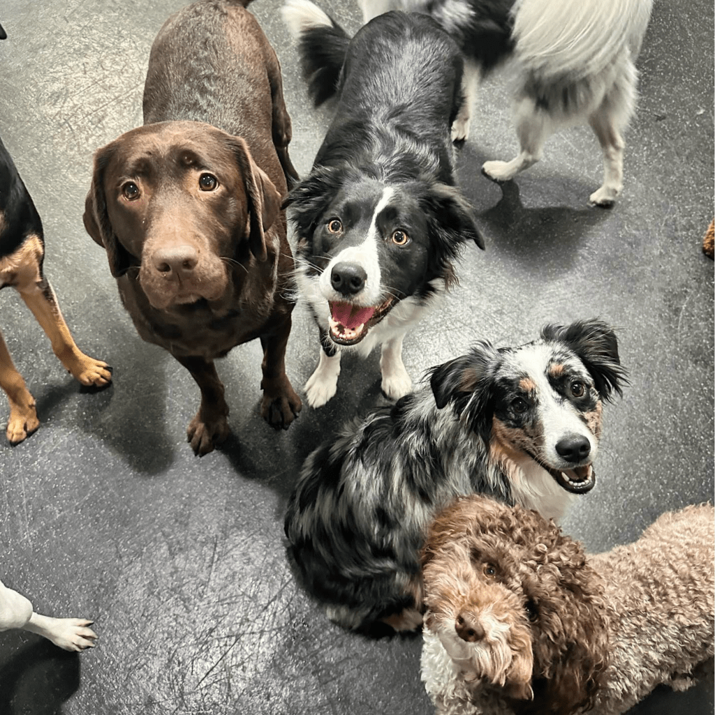 Dogs playing at dog daycare center for dogs in South Philly, Philadelphia.