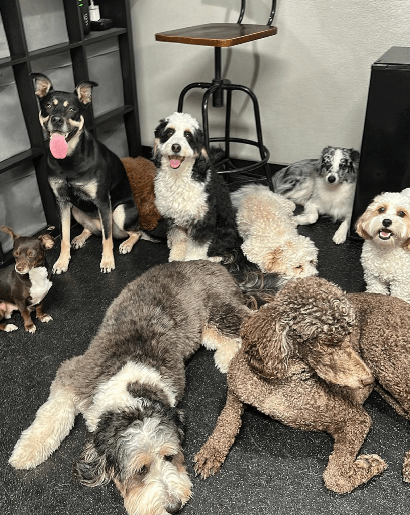 PupsPort Daycare Center dogs playing together in South Philadelphia location.